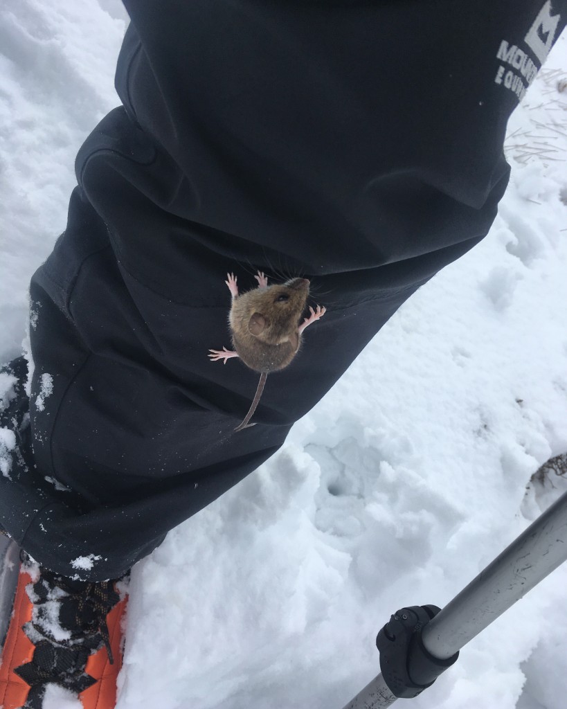 The climbing got a bit technical for this fella on our Winter Skills Course this week!